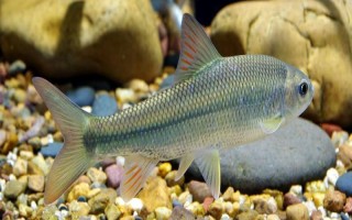多鱗白甲魚(yú)的生活環(huán)境，喜歡生活在砂石底質(zhì)的高山溪流中