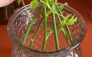 水培玫瑰花如何避免枯萎，要養(yǎng)在干燥、涼爽、通風處