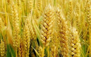 福麥3號小麥種子簡介，區(qū)試平均生育期253.7天