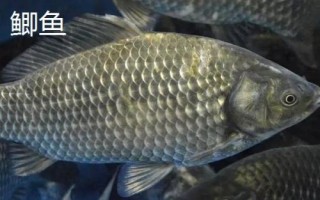 丸世魚鉤簡介，是“歪嘴鉤”