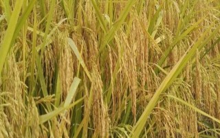 03優(yōu)66水稻種子特征特性，秧田播種量每畝20.0公斤