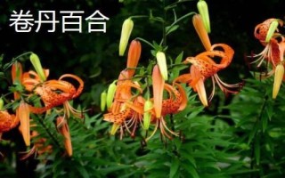 百合花屬于蜜源植物嗎，不同品種開花時間不同