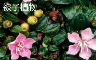 有哪些常見的裸子植物，包括松樹、柏樹、銀杏樹等品種