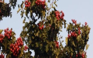 果園土壤板結(jié)的原因，主要是土壤質(zhì)地太粘或有機質(zhì)含量不足