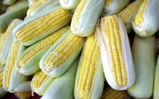 鴻翔駿騰520玉米品種簡(jiǎn)介，中抗莖腐病