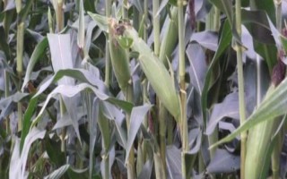 農(nóng)華5號(hào)玉米種子介紹，6月上旬播種