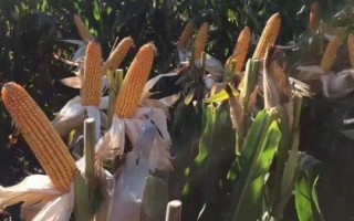 鳳田106玉米種子特點(diǎn)，中抗絲黑穗病
