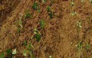 種植紅薯要注意什么，在確保成活的前提下適合淺栽