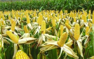 斯達(dá)甜230玉米種子特點(diǎn)，中抗小斑病