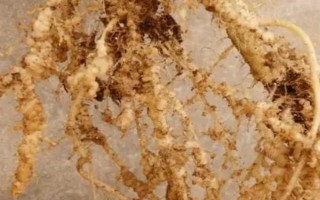 根結(jié)線蟲(chóng)的危害，主要為害各種蔬菜的根部