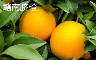 麻陽(yáng)冰糖橙還是贛南臍橙更好吃，主要取決于個(gè)人口味