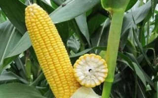 秦糧302玉米種簡(jiǎn)介，適宜播種期4月下旬-5月上旬