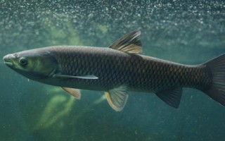 草魚(yú)是不是淡水魚(yú)，屬于典型的淡水魚(yú)類(lèi)