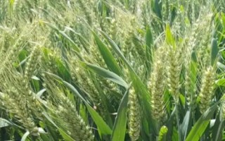 榮華661小麥種子簡介，適宜播期10月上中旬