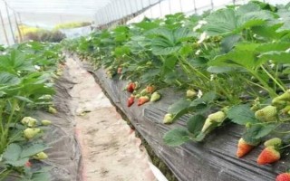 草莓哪個季節(jié)成熟，一般為夏季6-7月份