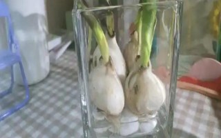 郁金香種一次就會(huì)死亡嗎，屬于多年生草本植物可以重復(fù)栽種