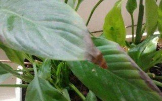 白掌的葉子發(fā)黃怎么處理，需保證充足的光照和停止施肥