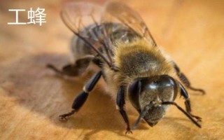 蜂群之間如何分工，蜂王負(fù)責(zé)產(chǎn)卵、工蜂負(fù)責(zé)采蜜、雄蜂負(fù)責(zé)交配