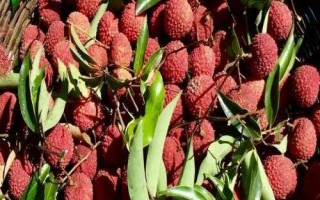 掛紅荔枝簡介，是一種遲熟荔枝品種