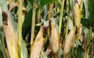 大玉3號玉米種子介紹，6月20日前播種