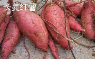 六鰲紅蜜薯的產(chǎn)地，福建省漳浦縣主產(chǎn)
