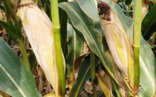 安育607玉米品種簡介，在適應(yīng)區(qū)5月5日左右播種