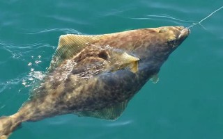 管付千又魚(yú)鉤適合釣?zāi)男~(yú)，適合釣海魚(yú)、黃顙魚(yú)和鯰魚(yú)等