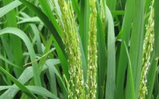 西紫優(yōu)3號水稻種子特點(diǎn)，注意防治稻瘟病
