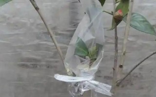 茶花是如何嫁接的，通常在6月份或者7月份進(jìn)行