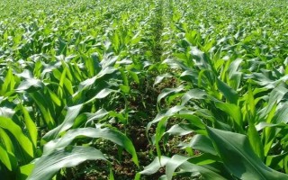吉甜15玉米種子介紹，4月下旬至6月中旬播種