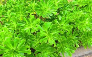 景天科植物進(jìn)行光合作用的特點(diǎn)，通過CAM途徑進(jìn)行光合作用