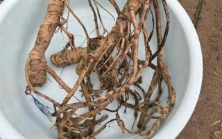 怎么養(yǎng)殖小龜背竹，生長期每隔半個(gè)月追施一次肥料
