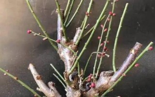 梅花的養(yǎng)殖方法，喜歡在陽(yáng)光充足的條件下生長(zhǎng)