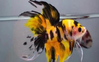 泰國(guó)斗魚吃小魚嗎，在饑餓狀態(tài)下會(huì)吃掉小魚