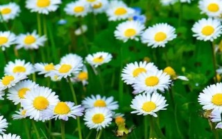 小雛菊鮮花的養(yǎng)護方法，每天接受5-6小時的散射光照