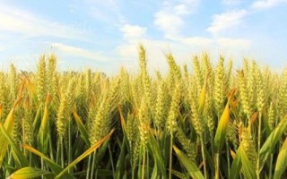 臨旱9號(hào)小麥品種簡(jiǎn)介，每畝適宜播量12－15千克