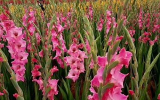 唐菖蒲怎么養(yǎng)殖，夏季要避免陽光直射