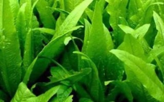 夏季哪些蔬菜可以露天種植，包括小白菜、空心菜、番茄、茄子等品種