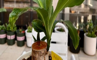 巴西木冬天怎么養(yǎng)，要將其搬到室內(nèi)溫暖的環(huán)境下養(yǎng)護