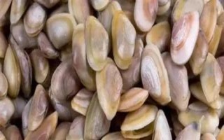 什么是海瓜子，屬于貽貝科、肌蛤?qū)佘涹w動物