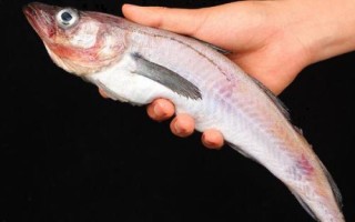 什么是明太魚，學(xué)名叫做黃線狹鱈