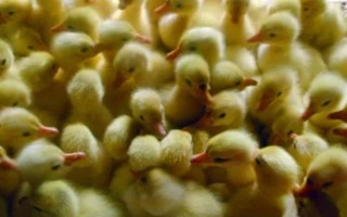 飼養(yǎng)雛鵝要注意什么，放在環(huán)境良好的育雛室內(nèi)養(yǎng)護