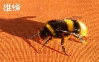 蜂群之間如何分工，蜂王負(fù)責(zé)產(chǎn)卵、工蜂負(fù)責(zé)采蜜、雄蜂負(fù)責(zé)交配