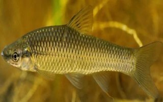 麥穗魚的種類，部分品種已被列入保護名錄