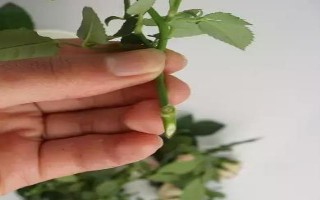 玫瑰花醒花要多久，醒花要4小時左右