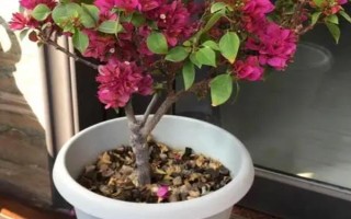 三角梅為何不開花只長葉，可能是缺少光照、養(yǎng)分、生長空間等原因造成
