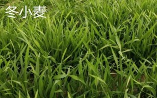 春小麥和冬小麥的區(qū)別，抗旱抗寒能力不同