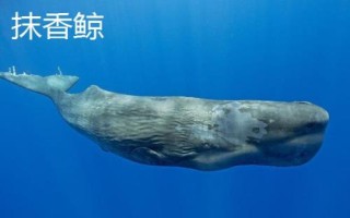 鯨魚的種類大全，并不屬于魚類