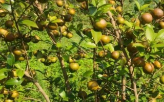 油茶樹(shù)有哪些高產(chǎn)品種，以下6種的產(chǎn)量較高