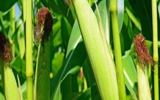 華甜玉7號(hào)玉米品種的特性，種植密度每畝5000株